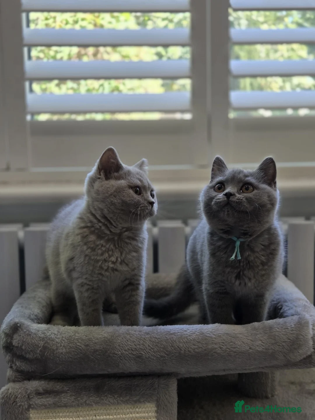 British Shorthair cats for sale: British Shorthair Kittens Teddy Bear chunky Teddys - Advert 2
