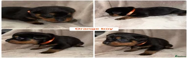 Orange Boy
