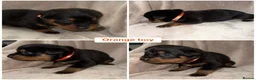 Rottweiler dogs for sale: ✨✨Beautiful Chunky Rottweiler Puppies✨✨ - Advert 8