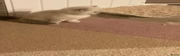 Ragdoll cats for sale: RARE FAWN POINT KITTENS - Advert 13