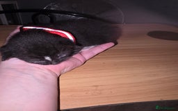 Savannah cats for sale: Savanah  in Spalding - Image 12