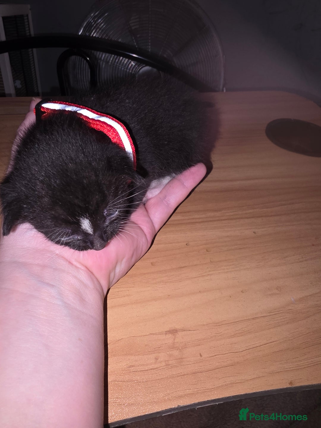 Savannah cats for sale: Savanah  in Spalding - Image 12