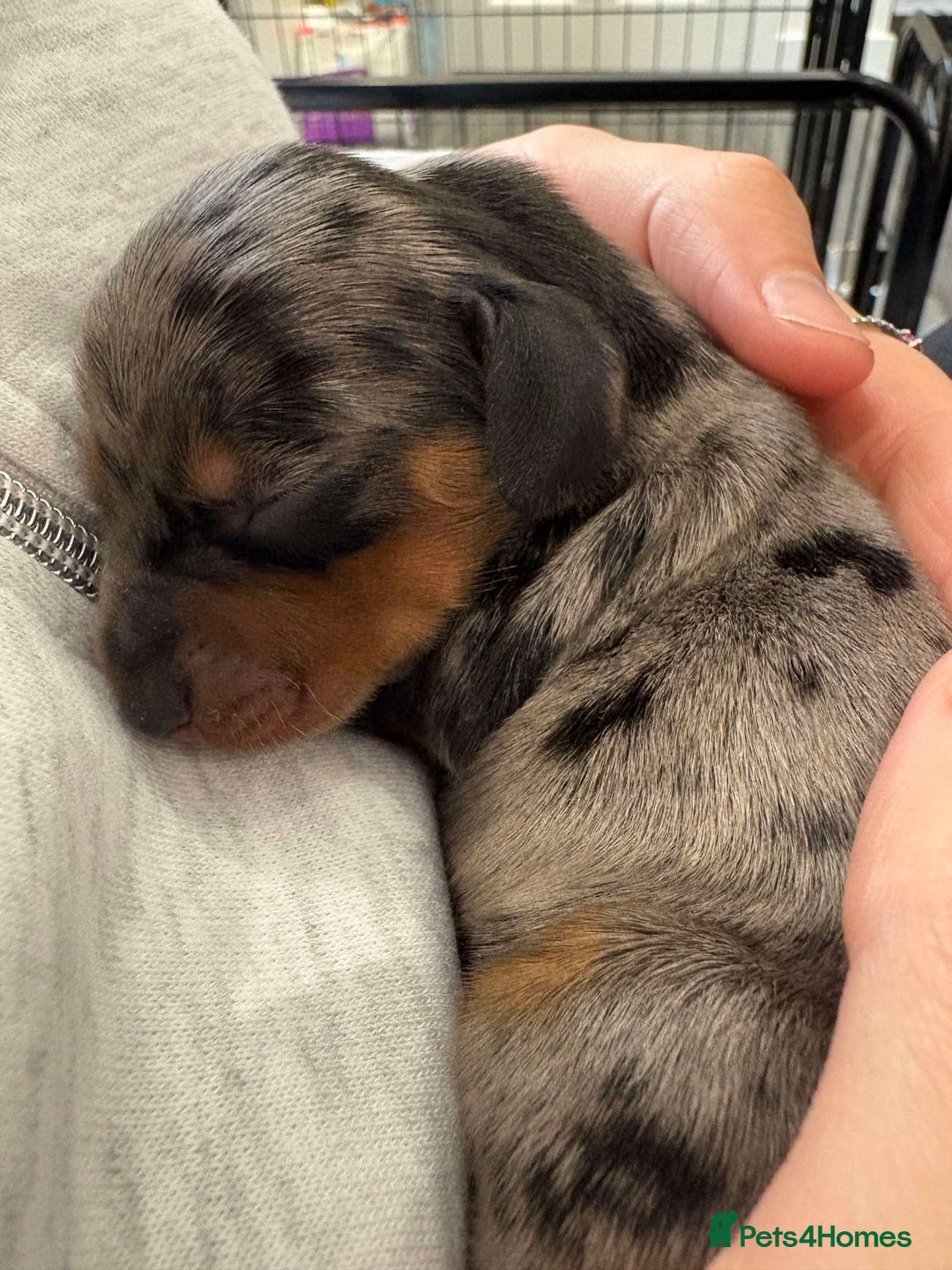 Miniature Dachshund dogs for stud: Proven KCReg Chocolate & Tan Dapple Dachshund Stud - Advert 10