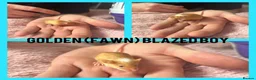 Mouse rodents for sale: Fancy mice  - Advert 11