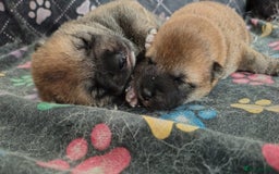 Japanese Shiba Inu dogs for sale: Japanese Shiba Inu - Image 7