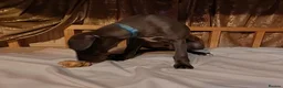 Whippet dogs for sale: (Solid) Blue Whippet KC Registered Puppies - Advert 26