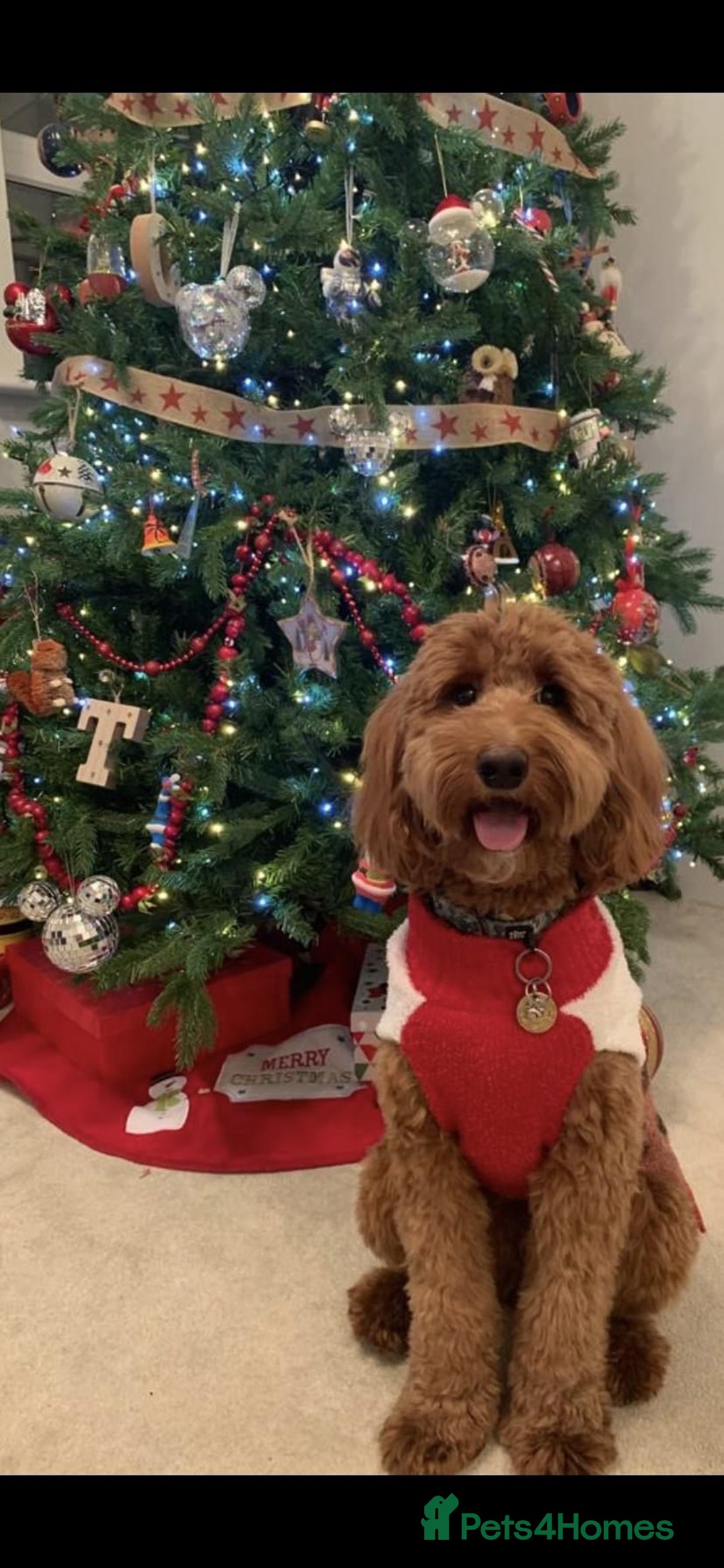 Goldendoodle dogs for sale: Multigenerational Puppies Licensed and Tested - Image 17