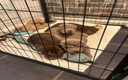 Shar Pei dogs for sale: Beautiful Shar Pei puppies  - Image 3