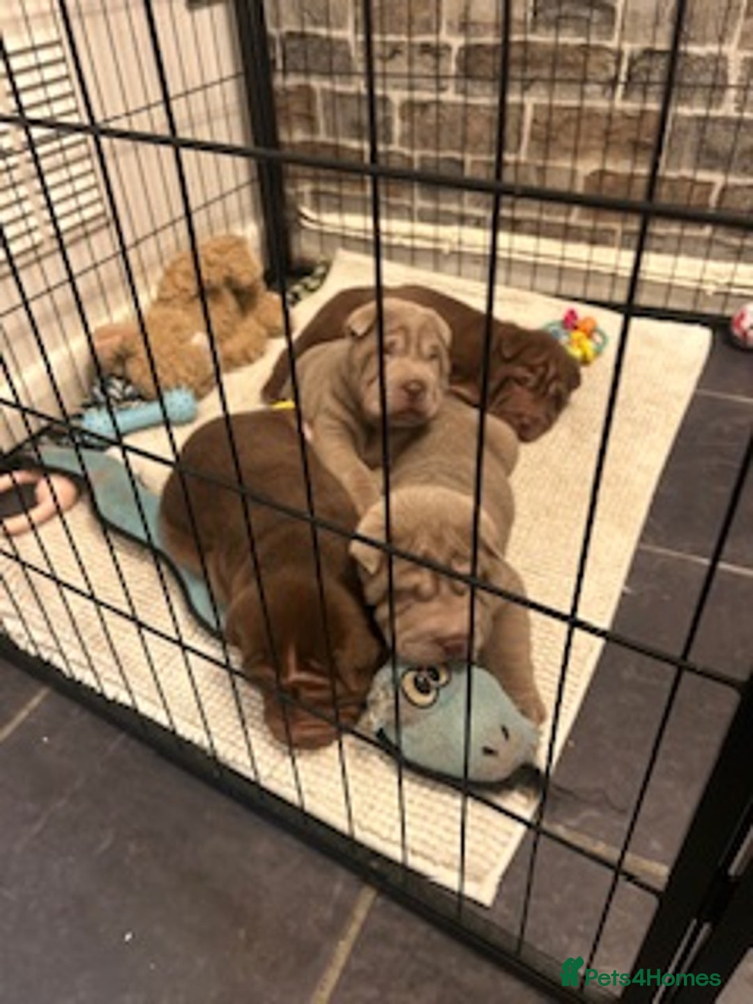 Shar Pei dogs for sale: Beautiful Shar Pei puppies  - Image 3