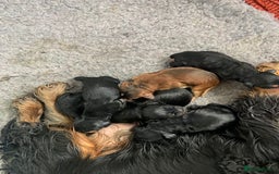Cocker Spaniel dogs for sale: Show cocker spaniels  - Image 5