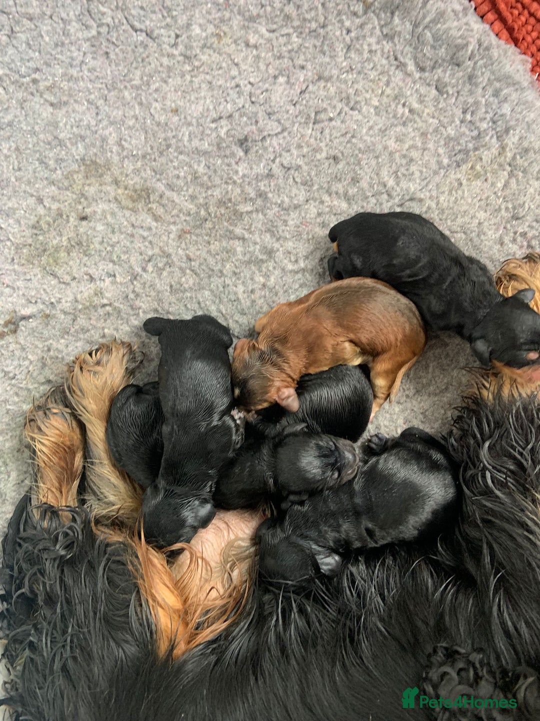 Cocker Spaniel dogs for sale: Show cocker spaniels  - Image 5