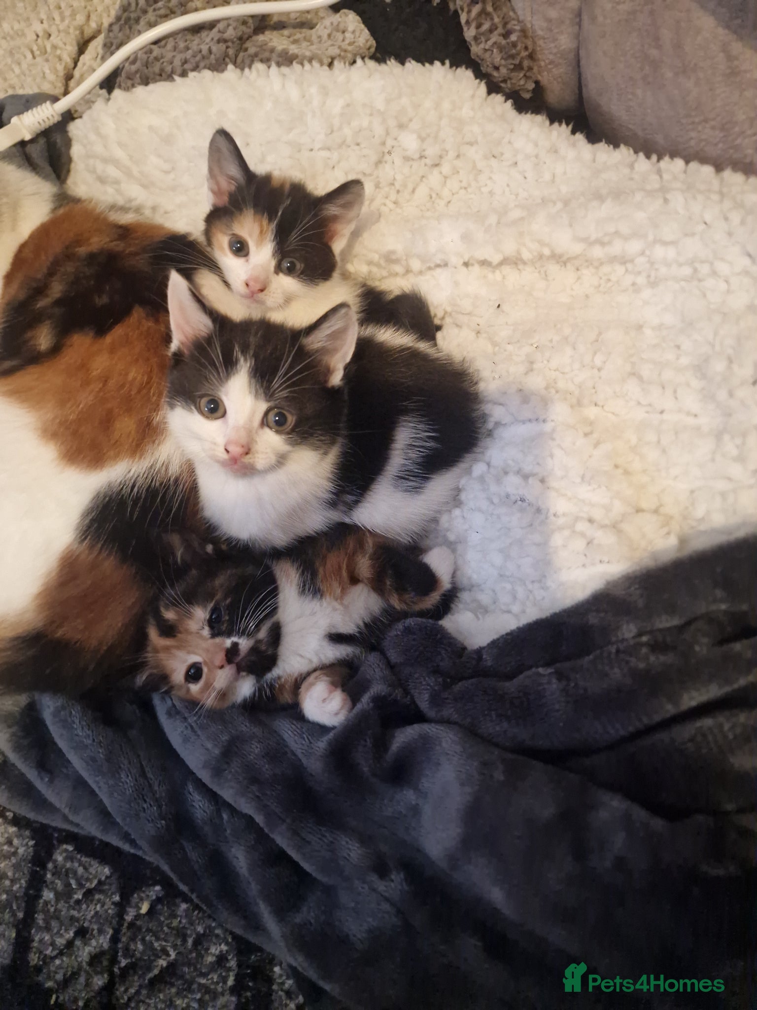Mixed Breed cats 3 beautiful kittens for sale - Advert 1