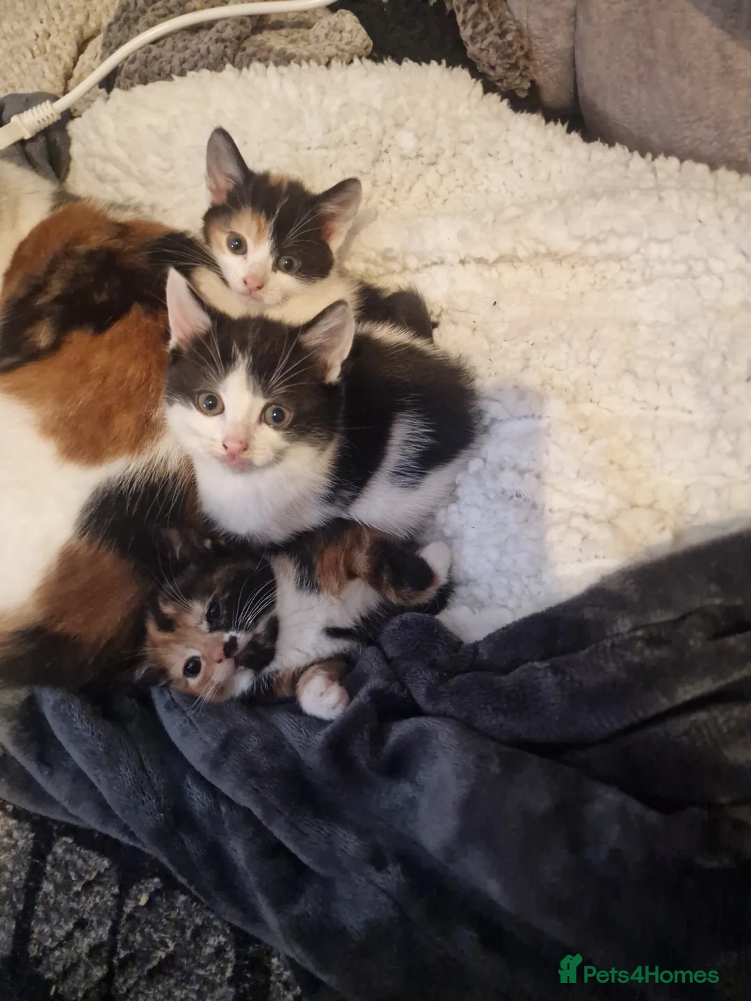 Mixed Breed cats for sale: 3 beautiful kittens for sale - Advert 1