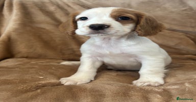 Cocker Spaniel dogs - Advert 15