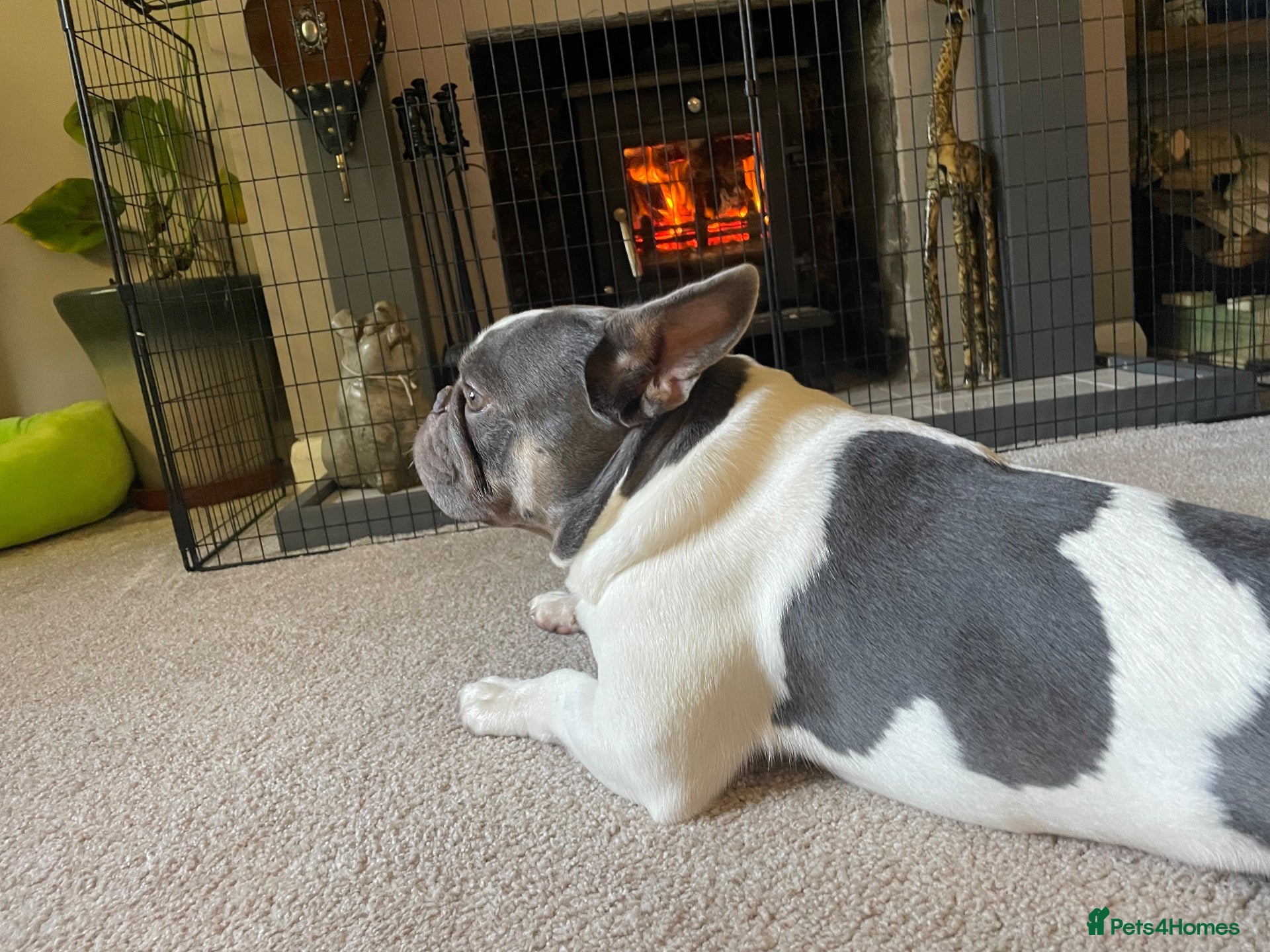 French Bulldog dogs Handsome Frenchbull dog  - Advert 4