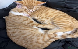 British Shorthair cats for sale: 2 kittens ginger bengal mixed  - Image 2