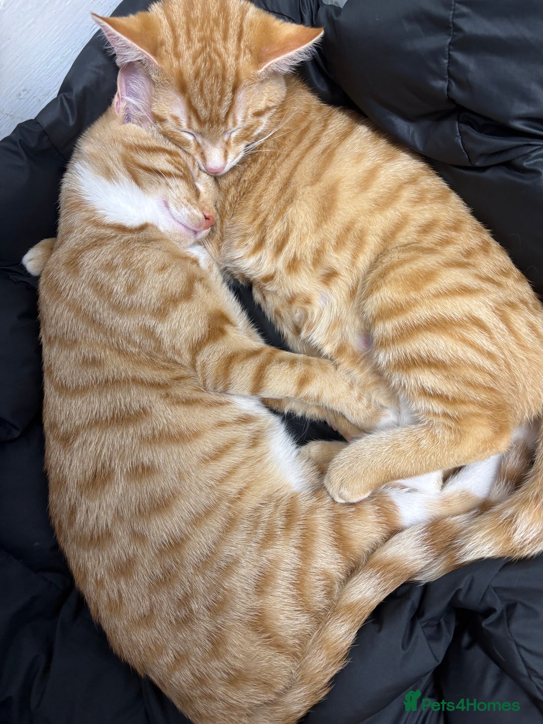 British Shorthair cats for sale: 2 kittens ginger bengal mixed  - Image 2