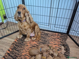 Cockapoo dogs F1 Cockapoo puppys - Advert 1