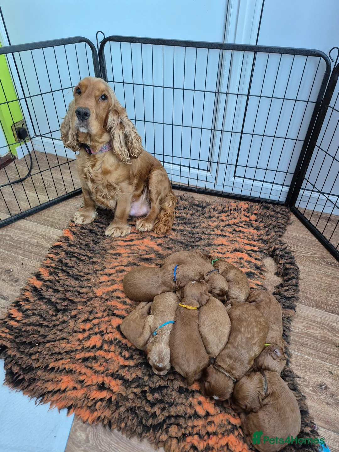 Cockapoo dogs for sale: F1 Cockapoo puppys - Advert 2