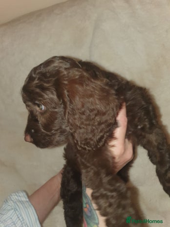 Cockapoo dogs F2 cockapoos - Advert 2