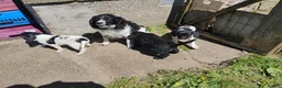 Springador dogs for sale: Beautiful springadors, 6 boys 2 girls. 2 left - Advert 7