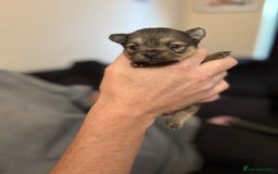 Chihuahua dogs for sale: Chihuahua and Pomchi puppies - Image 24