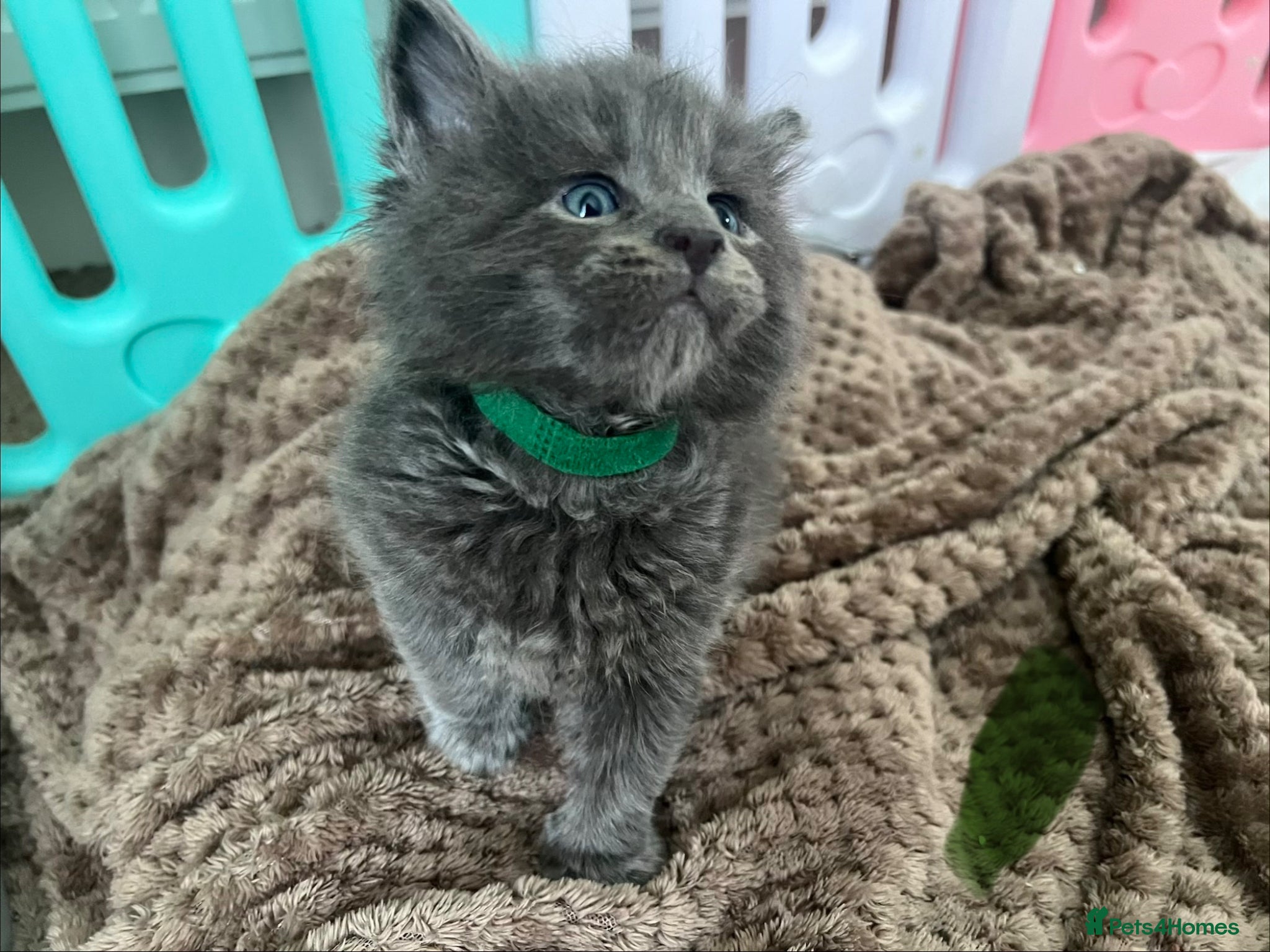 Maine Coon cats Stunning TICA Russian Maine Coon 2 left! - Advert 10