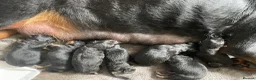 Mixed Breed dogs for sale: Beautiful rottwiler x German shepherd puppies.  - Advert 2