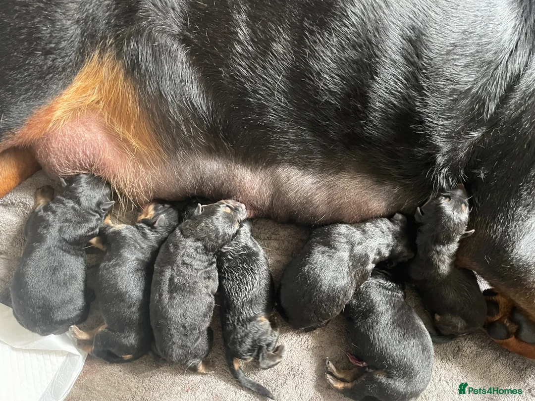 Mixed Breed dogs for sale: Beautiful rottwiler x German shepherd puppies.  - Advert 2