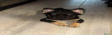 French Bulldog 6