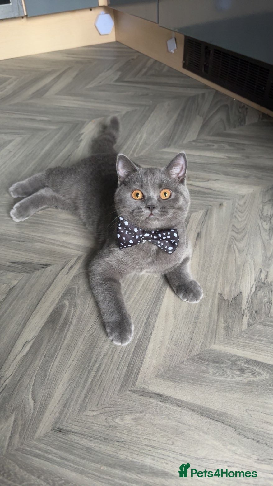 British Shorthair cats Female British short hair - Advert 1