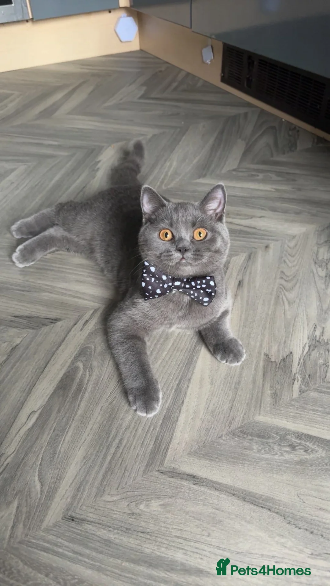 British Shorthair cats for sale: Female British short hair in Bradford - Advert 1