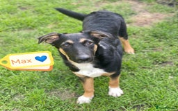 Mixed Breed dogs for adoption: 💙🐶 MAX 🐶💙 - Image 1