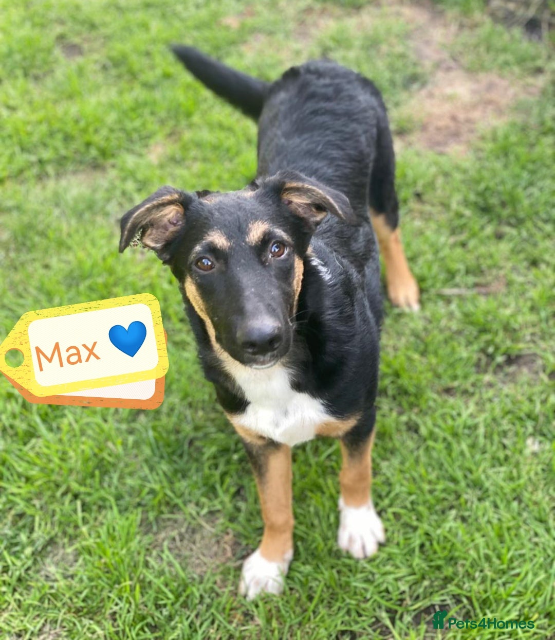 Mixed Breed dogs for adoption: 💙🐶 MAX 🐶💙 - Image 1