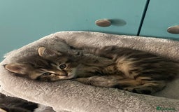 Ragdoll cats for sale: Ragdoll Cross Kittens – £300 each - Image 19