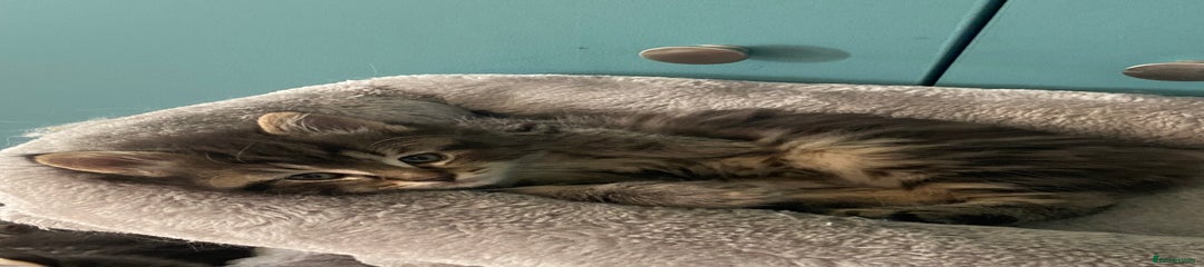 Ragdoll Kitten- Blue Collar