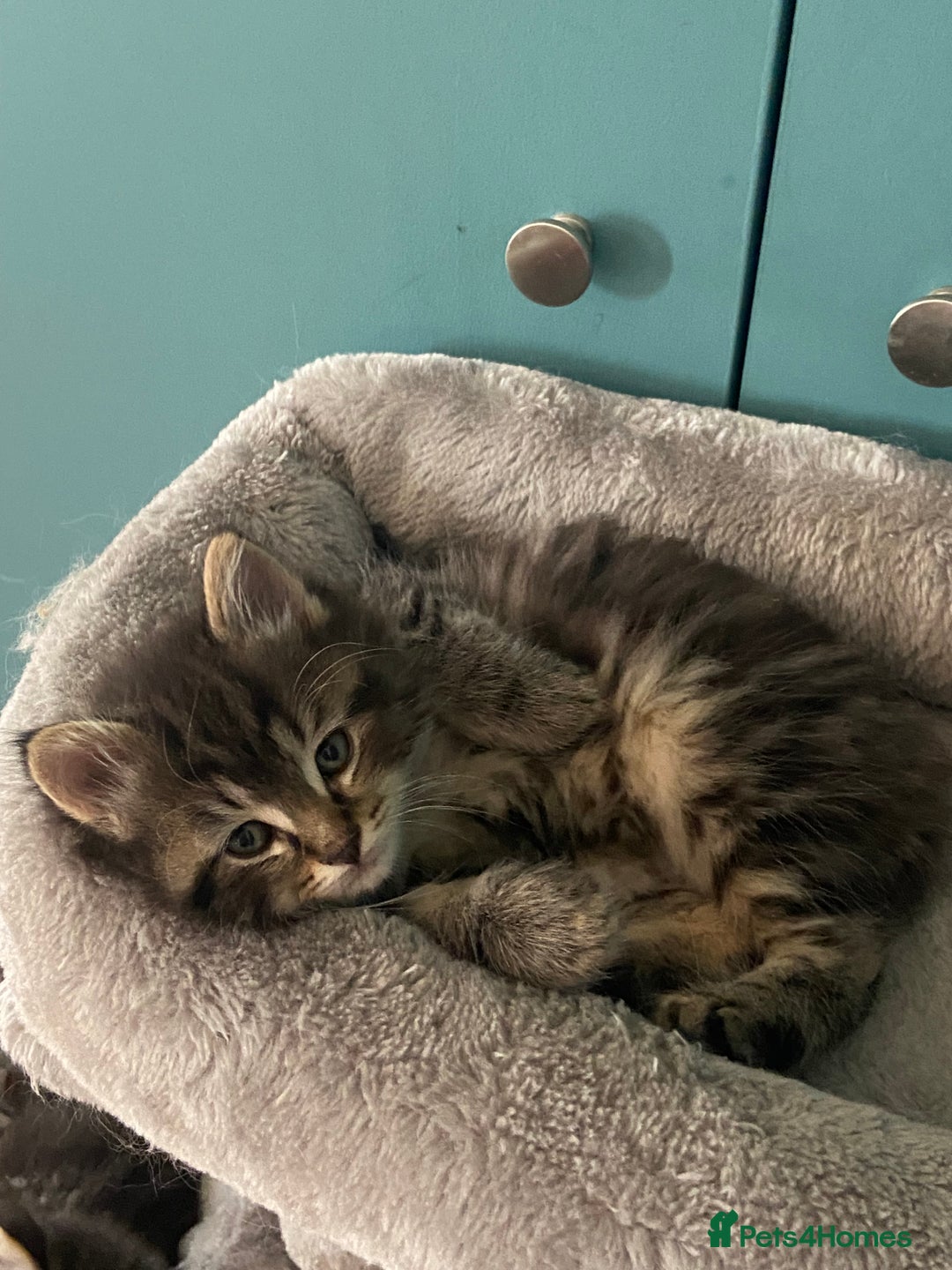 Ragdoll cats for sale: Ragdoll Cross Kittens – £300 each - Image 19