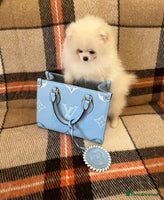 Pomeranian dogs - Advert 6