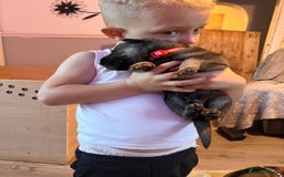 German Shepherd dogs for sale: 4 beautiful German shepherd fur babies  - Image 6