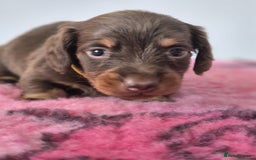 Miniature Dachshund dogs for sale: KC Registered Miniature Dachshund  - Image 10