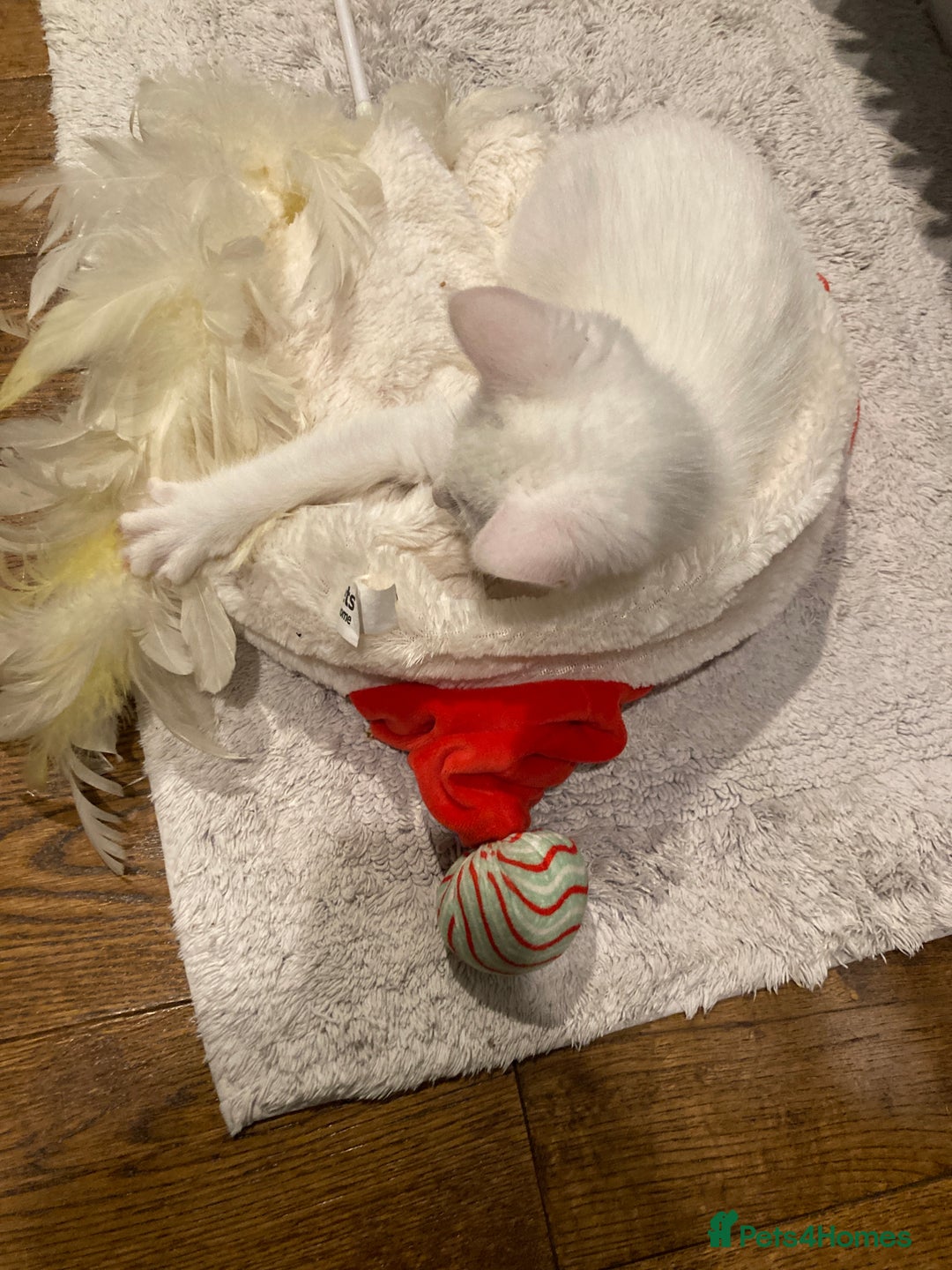 Turkish Van cats for sale: Gorgeous Turkish Van kitten - Advert 16