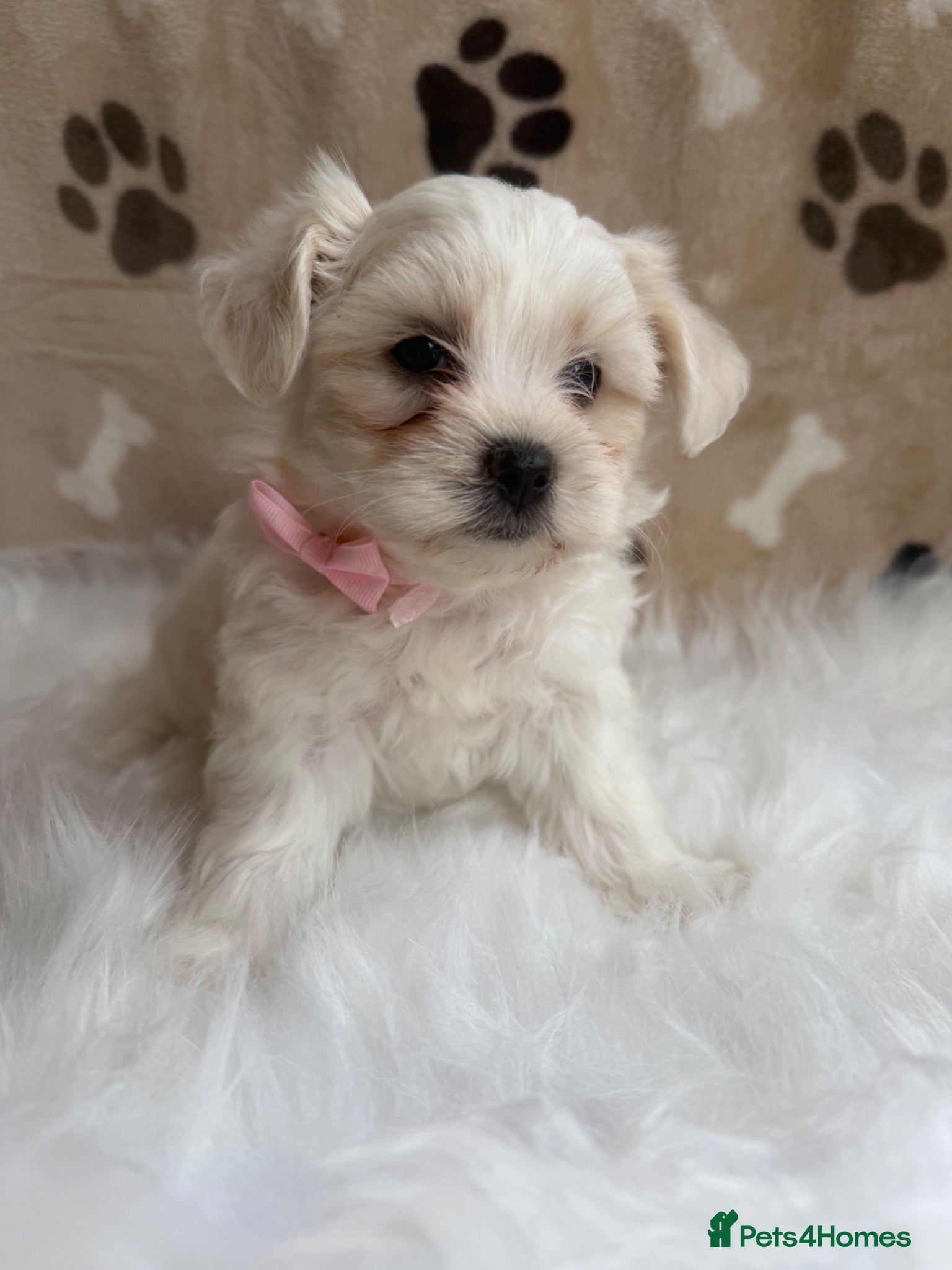Maltipoo dogs ** 6 Maltipoo puppies** - Advert 2