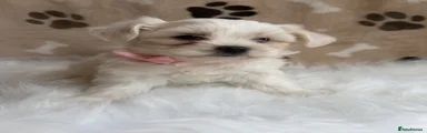Maltipoo 6