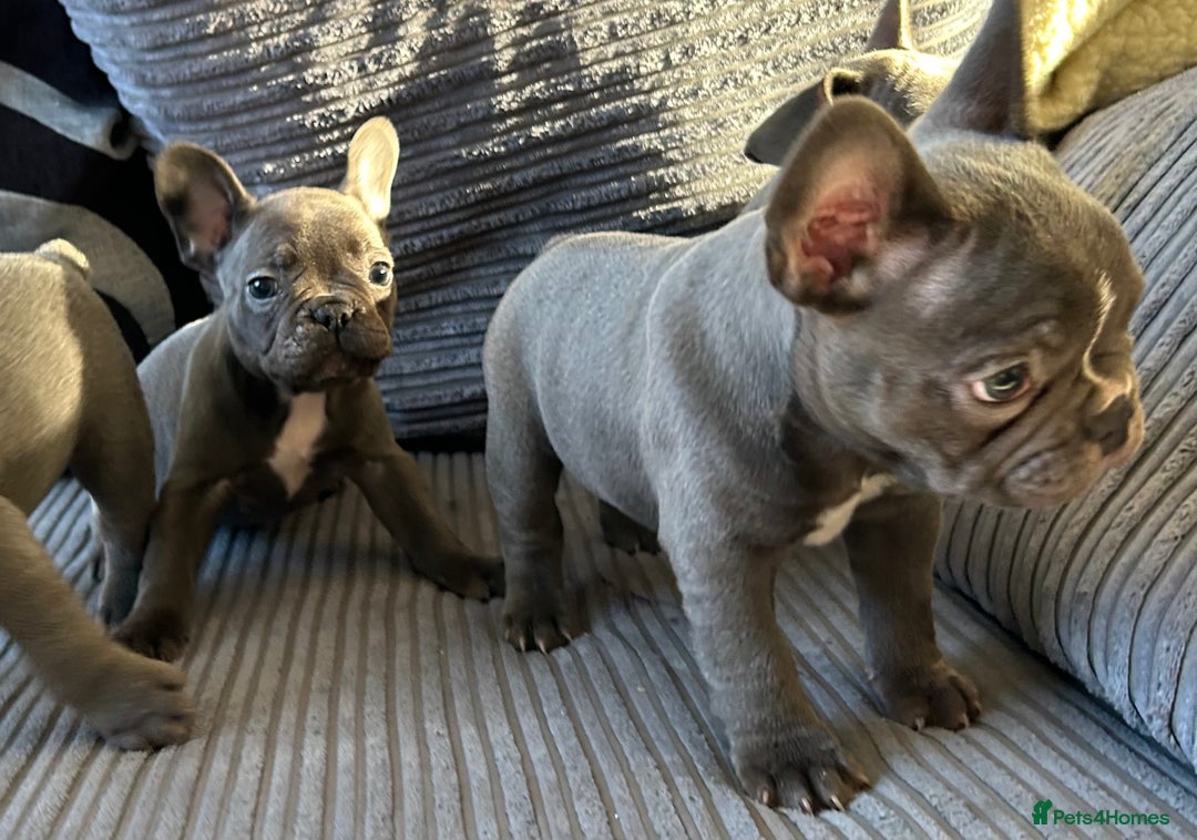 French Bulldog dogs for sale: 4 Solid Blue French Bulldog Girls - Advert 28