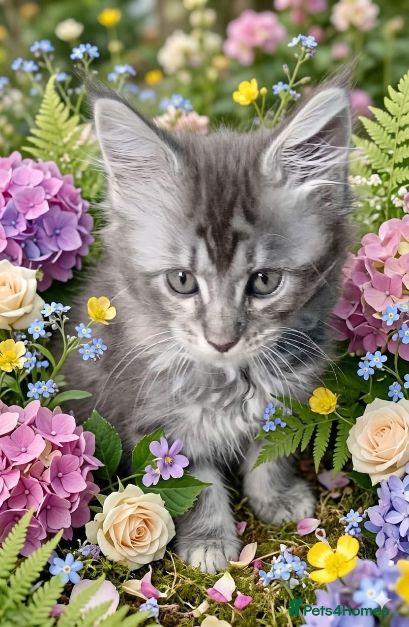 Maine Coon cats Main Coon Kittens - Advert 2