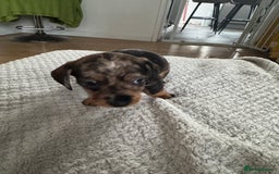 Dachshund dogs for sale: 8 dachshund puppies  - Image 8