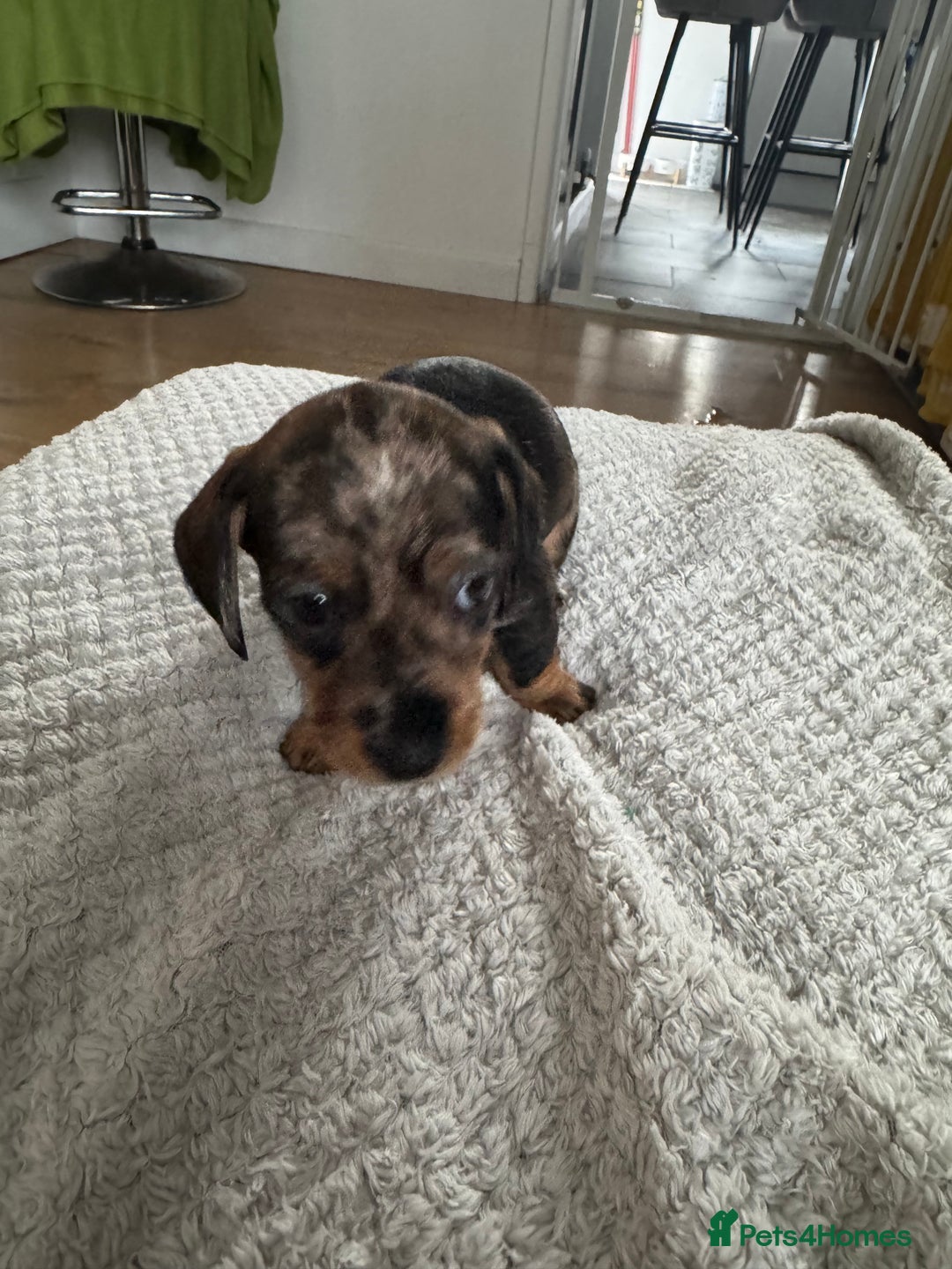 Dachshund dogs for sale: 8 dachshund puppies  - Image 8