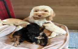 Cockapoo dogs for sale: ✨ Quality F2 Cockapoos ✨ Reputable Breeder  - Image 11