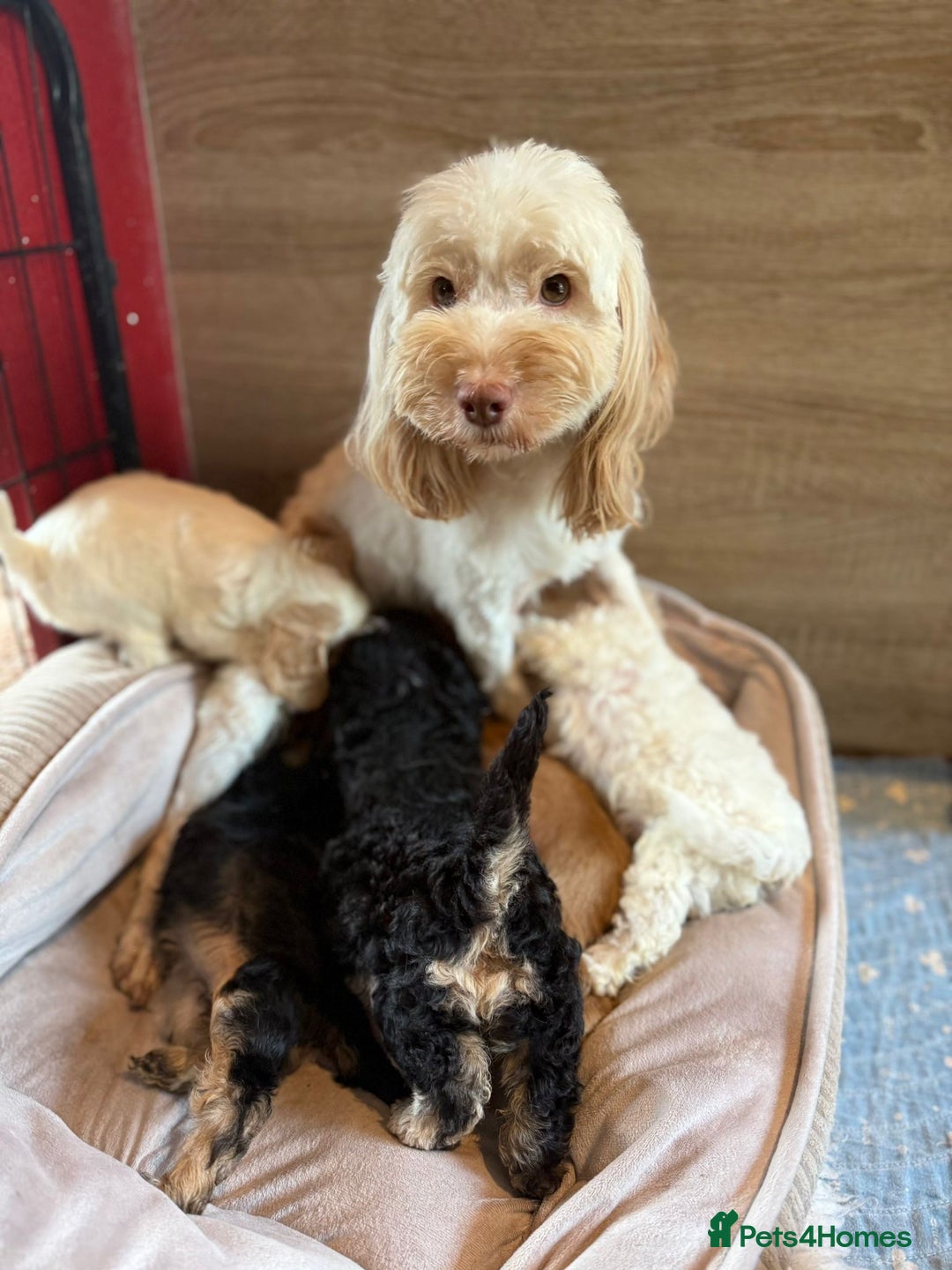 Cockapoo dogs for sale: ✨ Quality F2 Cockapoos ✨ Reputable Breeder  - Image 11