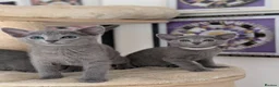 Russian Blue cats for sale: Full Pedigree American Line Russian Blue  - Advert 5